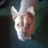 Letha Jeffers's profile picture