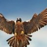 S-k.g.b .p's profile picture
