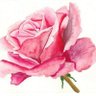 Huda Ahmed's profile picture