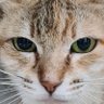 Lyro profil fotoğrafı