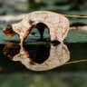 Фото профиля 金色的海螺
