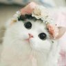 Zahraa 🌹🇮🇶 的头像