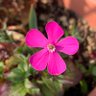 𝒔𝒂𝒌𝒖𝒓𝒂 ✿ profil fotoğrafı