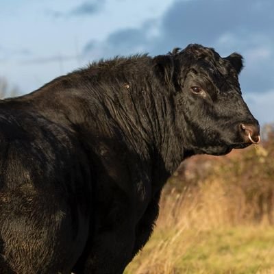 Phepson Angus's profile picture