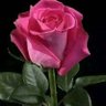 💯HARİKA (Figen)💯's profile picture