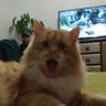 Profilbild von Джої Джойович