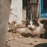 Da_Da🧩 profil fotoğrafı