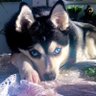 Profilbild von Ellan