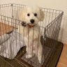 しらたき ビションプー 的头像