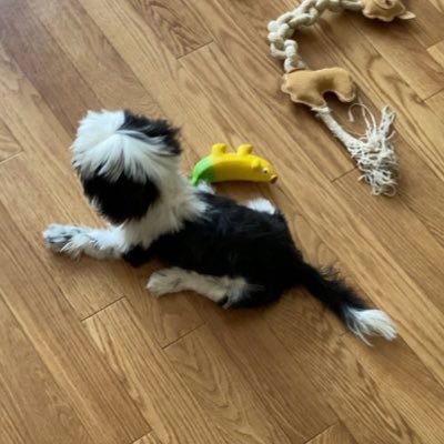 ShihTzu56060644's profile picture