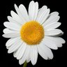Leyalin๐ป's profile picture