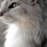 ヒロミ エス profil fotoğrafı