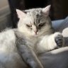 Momiji's profile picture