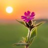 Santosh Kumar profil fotoğrafı
