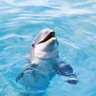 Delfin profil fotoğrafı