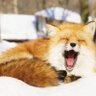 foxtail's profile picture