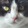 Profilbild von Yehuda
