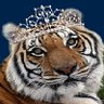 👸🏼🧡💙PrincessTiger💙🧡👸🏼 profil fotoğrafı