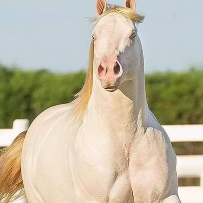 ojJ0aIrrNP7oFTX's profile picture