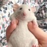 Mystery Rat profil fotoğrafı