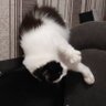 вишенка 🍒 profil fotoğrafı