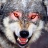 Profilbild von Lobosolitario