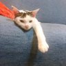 ミイカ 的头像