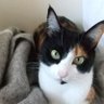 Фото профиля 猫と鳩時計