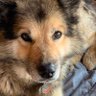 Be Kind to Animals's profile picture