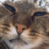 ねここ's profile picture