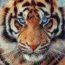 Фото профиля الكبير المونديالي (الكعبي)🖤🐅💛