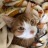 Colorado Cat Dad 的头像