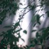 蜂蜜 profil fotoğrafı