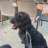 YoshisExHerrchen's profile picture