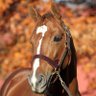 Фото профиля Susan Tracy