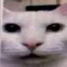 pato's profile picture