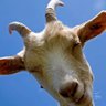 theGOAT 的头像