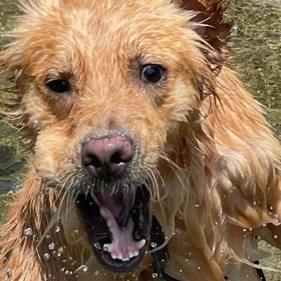 セナ・困り顔のゴールデンレトリバー's profile picture