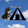 きゃし🏕キャン 的头像
