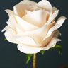 Profilbild von rose