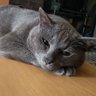 さちまる profil fotoğrafı