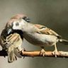 ھم ھیں راھی پیار کے profil fotoğrafı