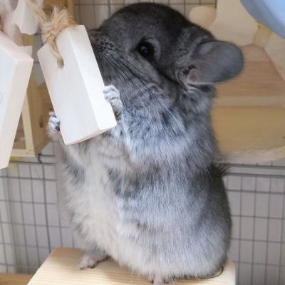 ライラ's profile picture