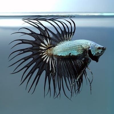 ベタショップ　フォーチュン's profile picture