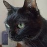 黒猫のテッテ profil fotoğrafı