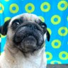 ItsYourBoyDub's profile picture