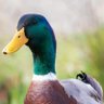 Duck Farmer's profile picture