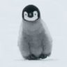 penguin 🐧's profile picture