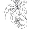dis plant's profile picture