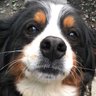 Profilbild von メメ